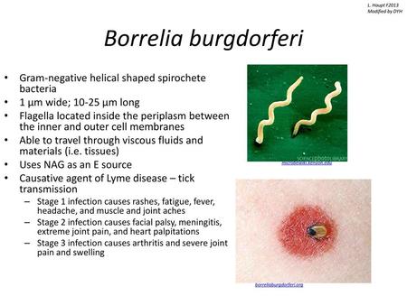 Borrelia burgdorferi Gram-negative helical shaped spirochete bacteria