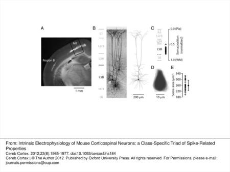 Figure 1. Anatomical location and somatodendritic morphology of retrogradely labeled corticospinal neurons. (A) An epifluorescence image of a coronal brain.