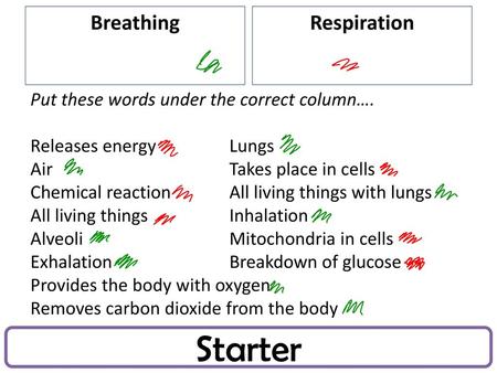 Starter Breathing Respiration