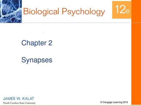 Chapter 2 Synapses.