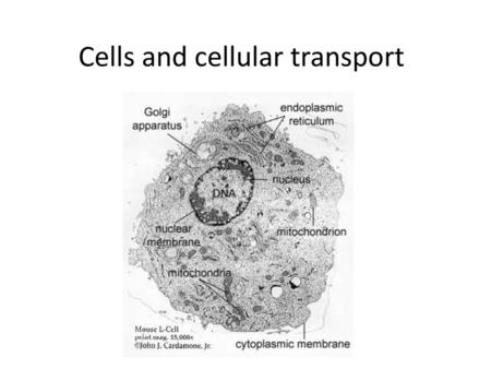 Cells and cellular transport