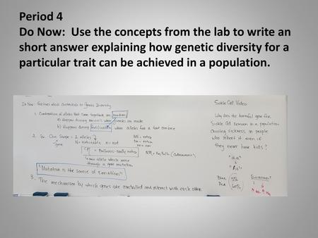 Period 4 Do Now: Use the concepts from the lab to write an short answer explaining how genetic diversity for a particular trait can be achieved in a.