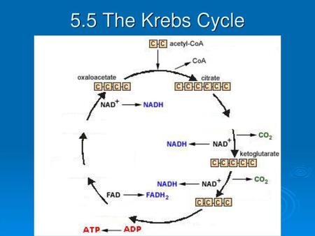 5.5 The Krebs Cycle.