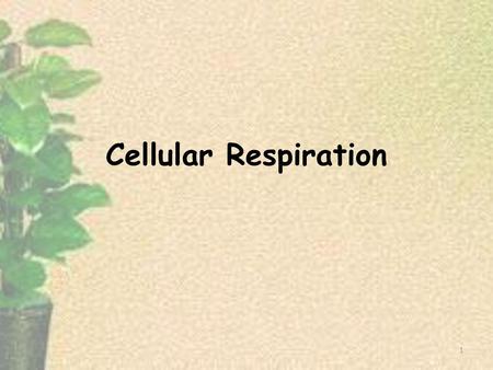 Cellular Respiration.
