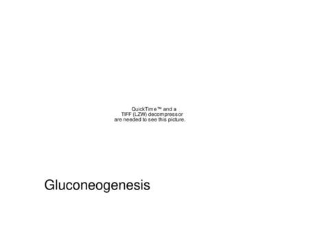 Gluconeogenesis.