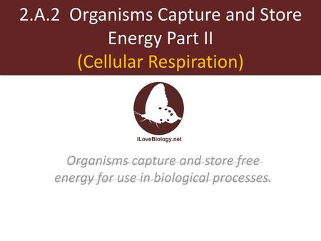 2.A.2 Organisms Capture and Store Energy Part II (Cellular Respiration) Organisms capture and store free energy for use in biological processes.