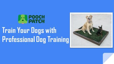 Train Your Dogs with Professional Dog Training. It is important that you enroll your dog in an obedience school at the earliest; you can try training.