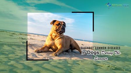 Diagnose Common Diseases in Dogs During the Summer