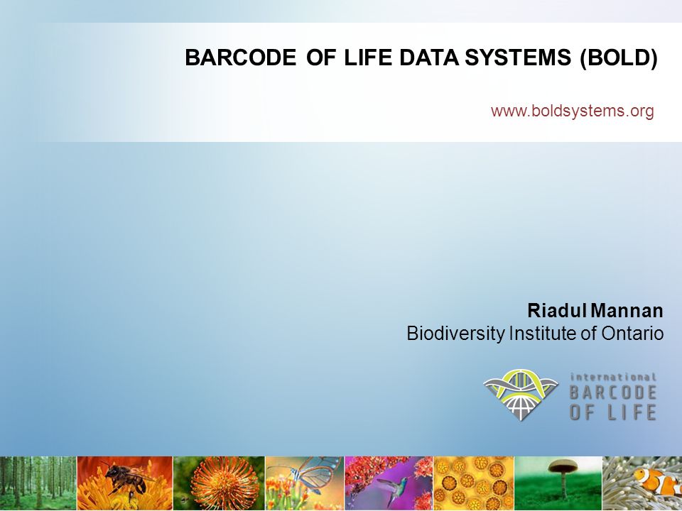 BARCODE OF LIFE DATA SYSTEMS (BOLD) Riadul Mannan Biodiversity Institute of  Ontario. - ppt download