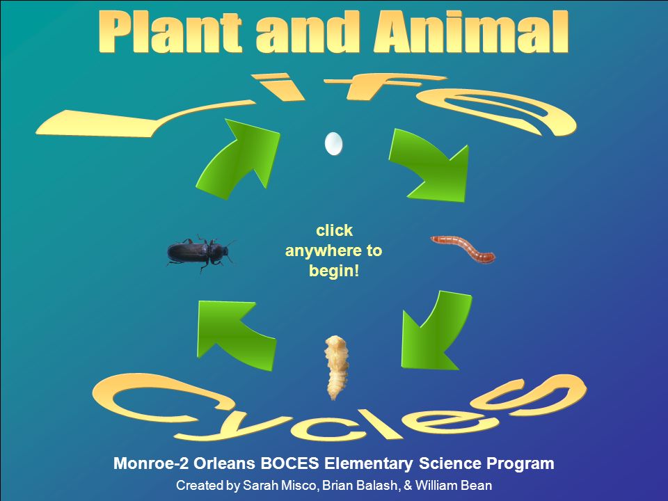 Plant and Animal Life Cycles click anywhere to begin! - ppt video online  download
