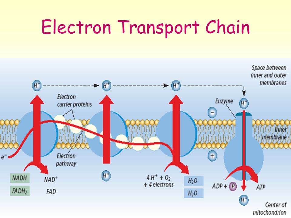 Energy in a Cell Photosynthesis & Cellular Respiration - ppt download