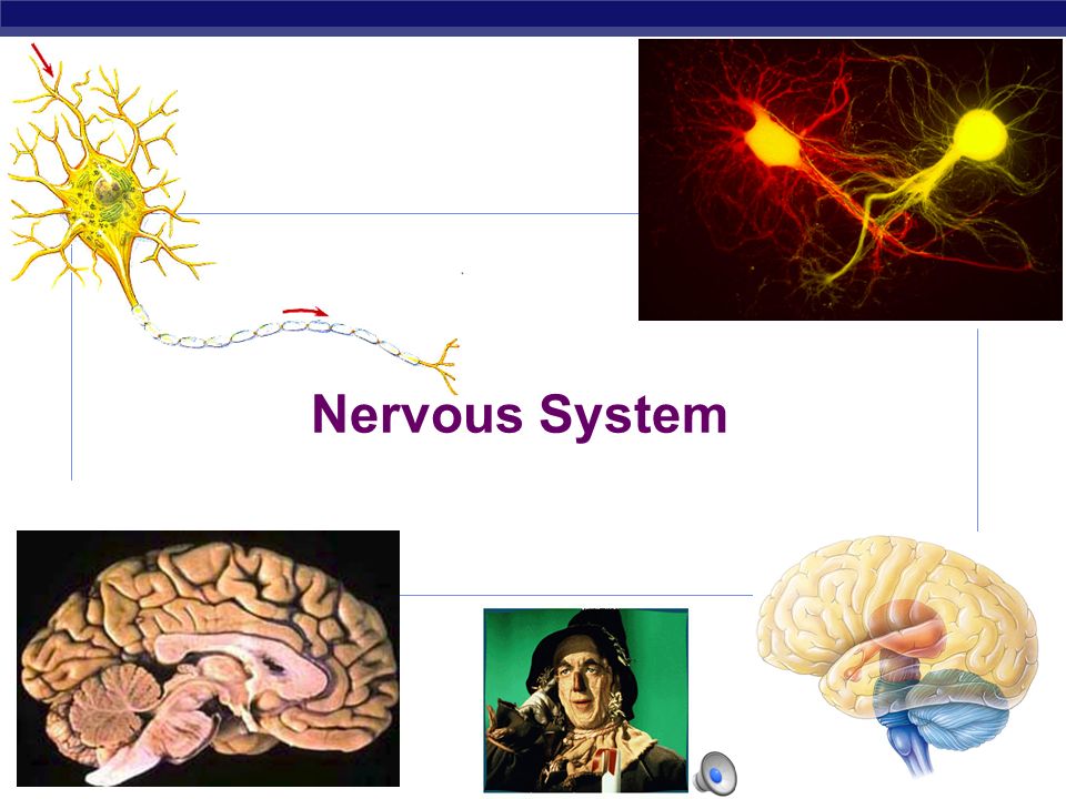 AP Biology Nervous System AP Biology Action Potential Animation. - ppt  download