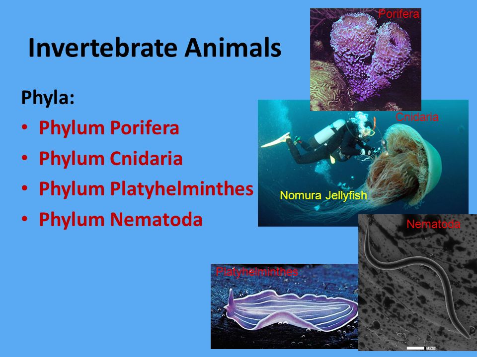 Invertebrate Animals Phyla: Phylum Porifera Phylum Cnidaria - ppt video  online download
