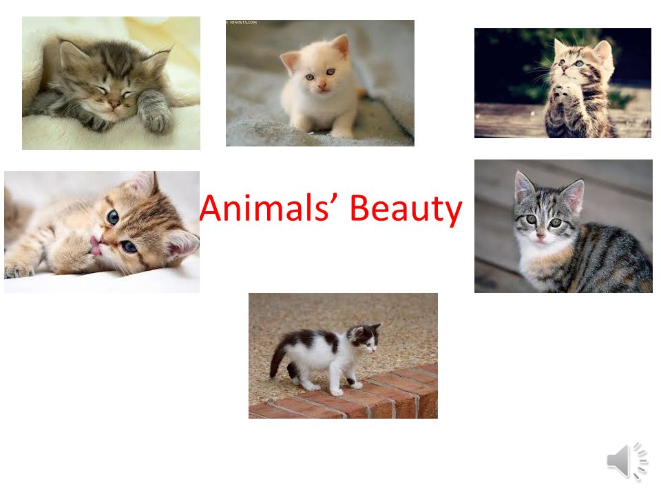 Animals' Beauty Dogs sense of hearing can reach four times the distance of  humans. - ppt download