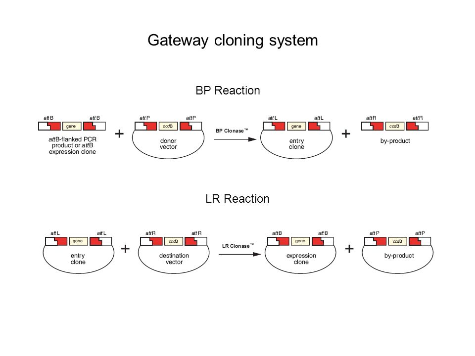 Gateway cloning system - ppt video online download