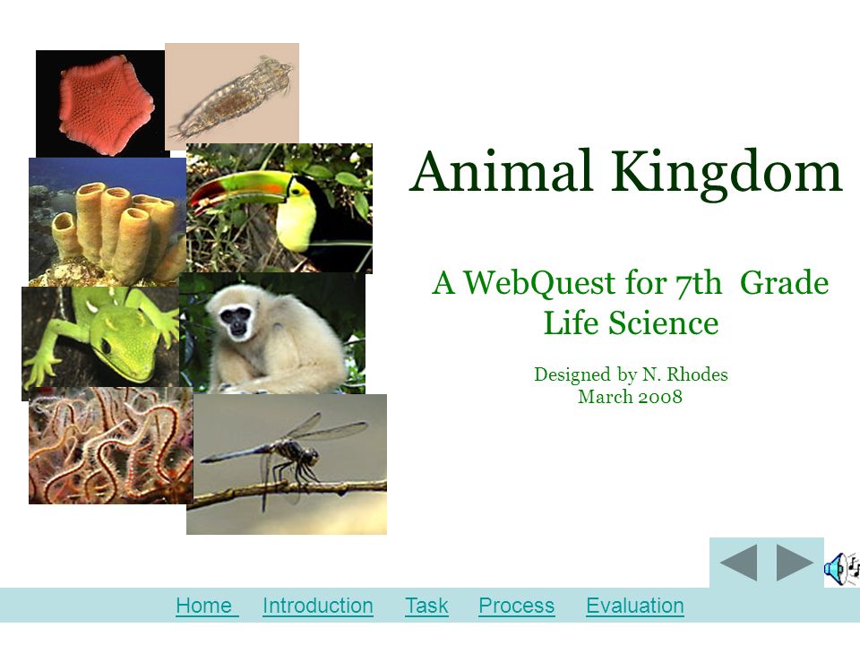 Animal Kingdom A WebQuest for 7th Grade Life Science Designed by N. Rhodes  March 2008 Home Home Introduction Task Process  EvaluationIntroductionTaskProcessEvaluation. - ppt download