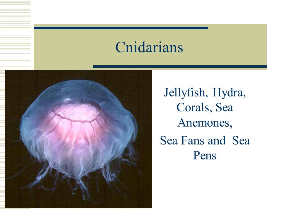 Cnidarians Jellyfish, Hydra, Corals, Sea Anemones, Sea Fans and Sea Pens. -  ppt download