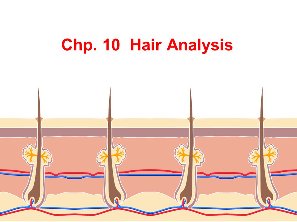 PLEASE DO NOW How many hairs does the average person have on his/her head?  All Brown hair Red hair Blond hair What information can a forensic  scientist. - ppt video online download