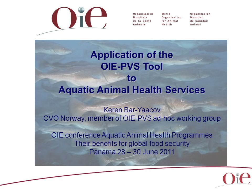 Application of the OIE-PVS Tool to Aquatic Animal Health Services Keren  Bar-Yaacov CVO Norway, member of OIE-PVS ad-hoc working group OIE  conference Aquatic. - ppt download