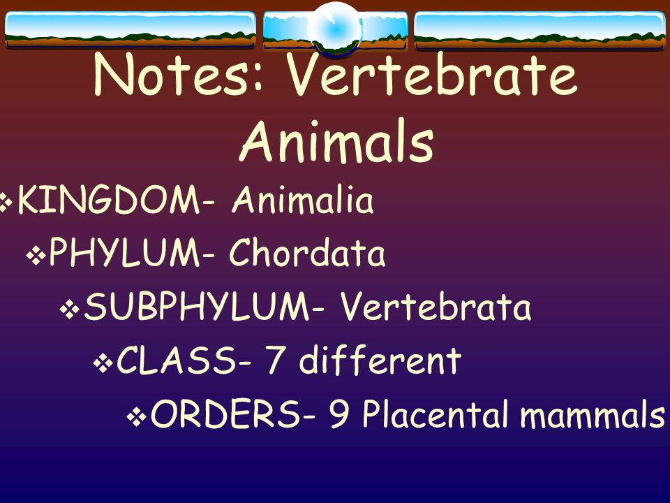 Notes: Vertebrate Animals  KINGDOM- Animalia  PHYLUM- Chordata   SUBPHYLUM- Vertebrata  CLASS- 7 different  ORDERS- 9 Placental mammals. -  ppt download