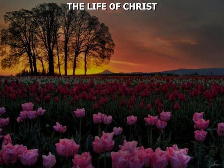 THE LIFE OF CHRIST.