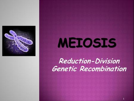 Reduction-Division Genetic Recombination