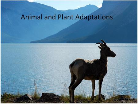 Animal and Plant Adaptations