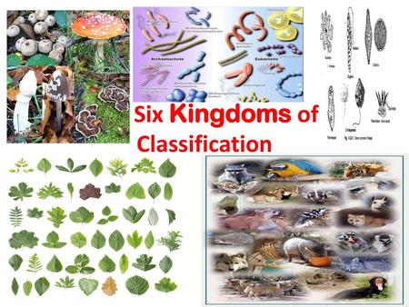 The Six Kingdoms of Classification