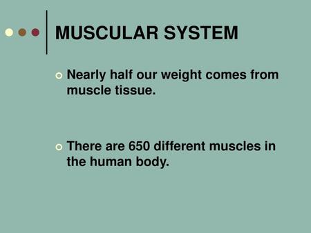MUSCULAR SYSTEM Nearly half our weight comes from muscle tissue.