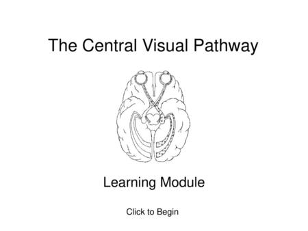 The Central Visual Pathway