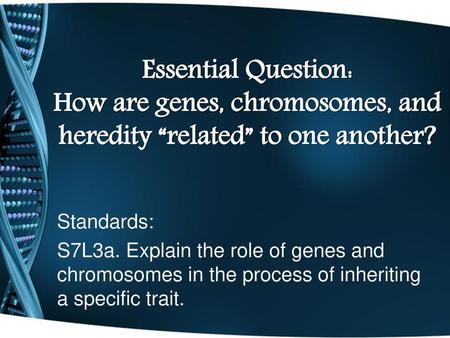 Essential Question: How are genes, chromosomes, and heredity “related” to one another? Standards: S7L3a. Explain the role of genes and chromosomes in the.