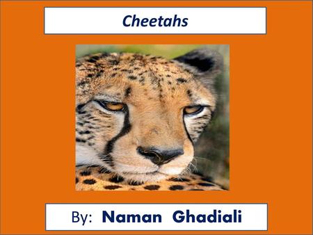 Cheetahs By: Naman Ghadiali