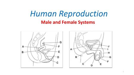 Male and Female Systems
