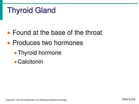 Thyroid Gland Found at the base of the throat Produces two hormones