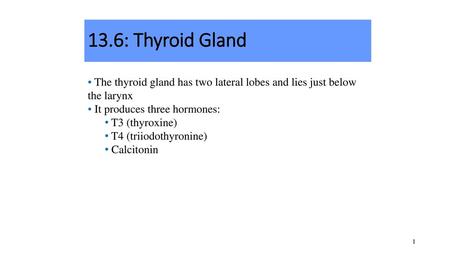 13.6: Thyroid Gland The thyroid gland has two lateral lobes and lies just below the larynx It produces three hormones: T3 (thyroxine) T4 (triiodothyronine)