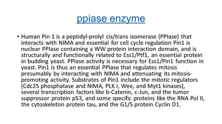 Ppiase enzyme Human Pin 1 is a peptidyl-prolyl cis/trans isomerase (PPIase) that interacts with NIMA and essential for cell cycle regulation Pin1 is nuclear.