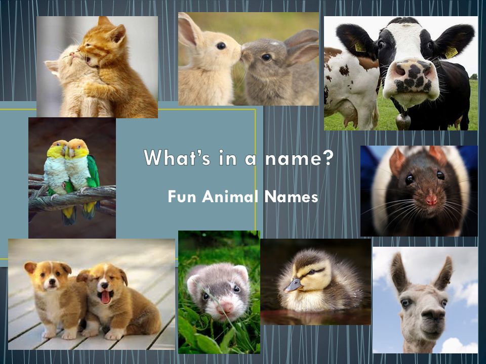 Fun Animal Names. stud = intact male dog bitch = intact female dog whelping  = giving birth pack = group of dogs litter = multiple offspring. - ppt  download