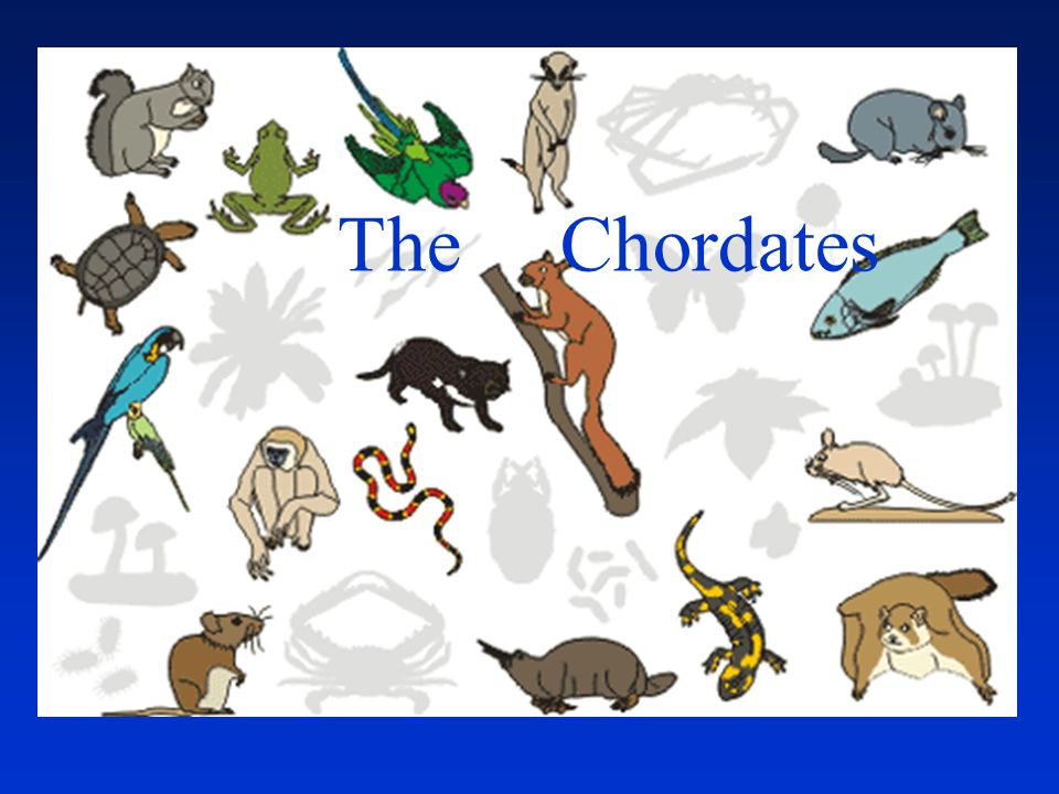 The Chordates. Possess all 5 Invertebrate Trends, Plus: –Dorsal nerve  (Spinal) cord –Notochord or backbone/vertebrae –Tail (at some stage of the  life. - ppt download