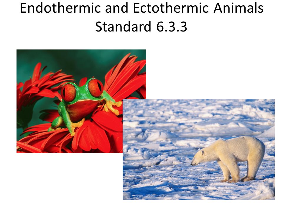 Endothermic and Ectothermic Animals Standard ppt video online download
