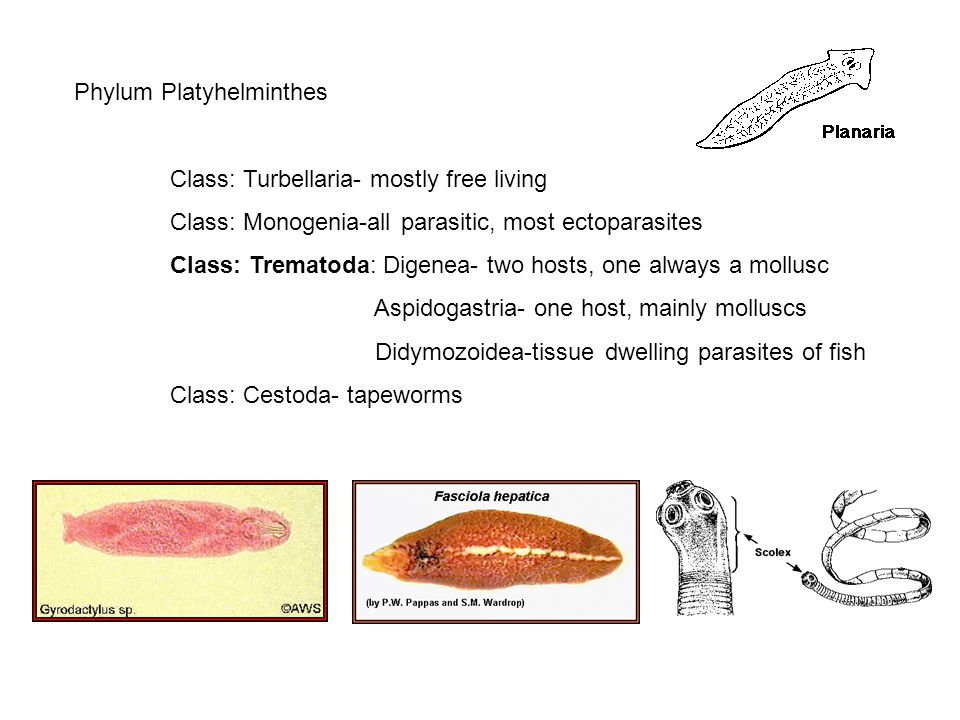 phylum platyhelminthes diéta urogenitális paraziták