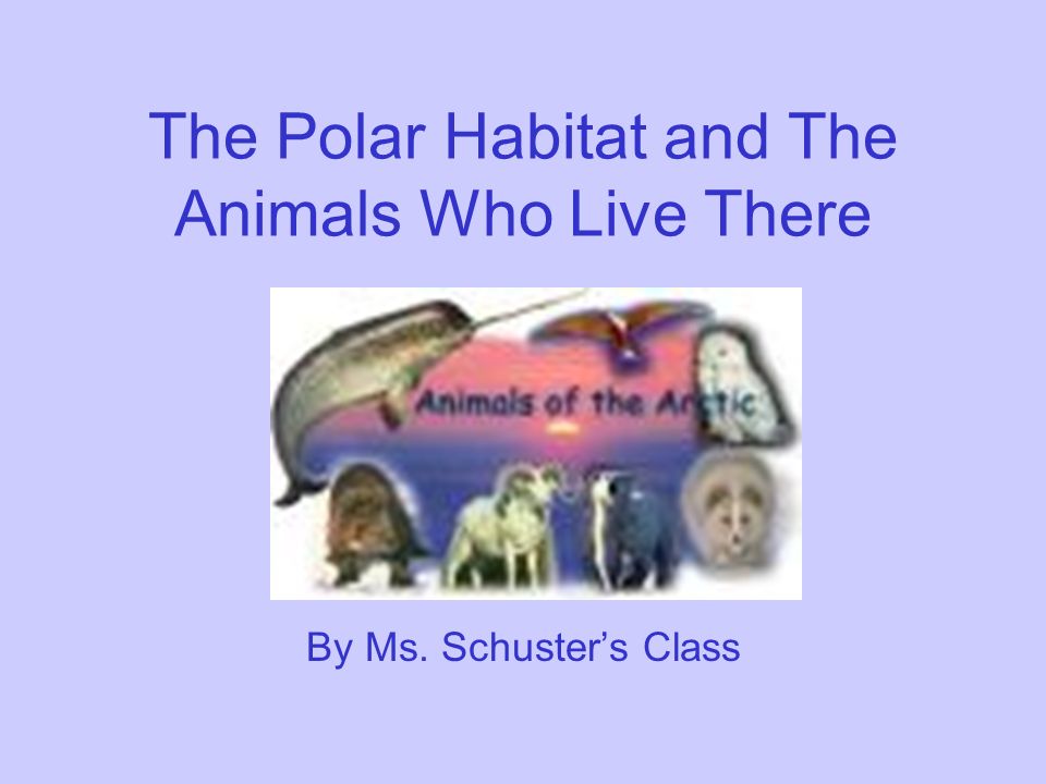The Polar Habitat and The Animals Who Live There - ppt video online download