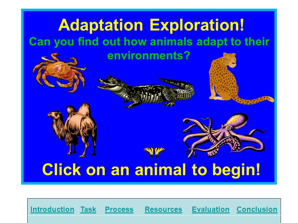 Adaptation Exploration! Can you find out how animals adapt to their  environments? Click on an animal to begin!  IntroductionTaskProcessResourcesEvaluationConclusion. - ppt download
