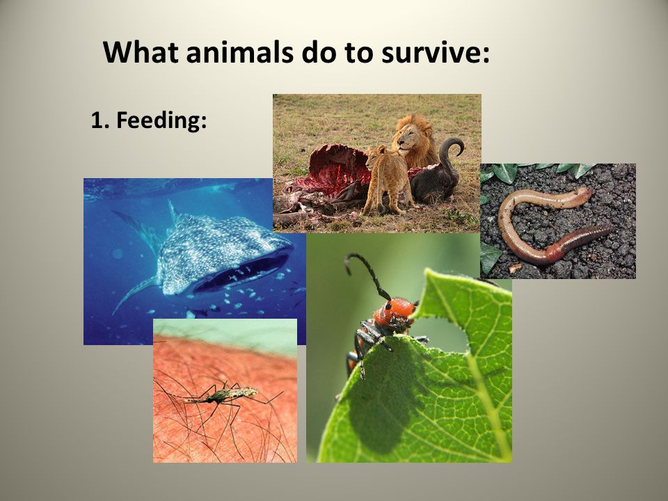 What animals do to survive: 1. Feeding:. Herbivore = eats plants Carnivore  = eats animals Omnivore = eats plants and animals Detritivore = feed on  decaying. - ppt download
