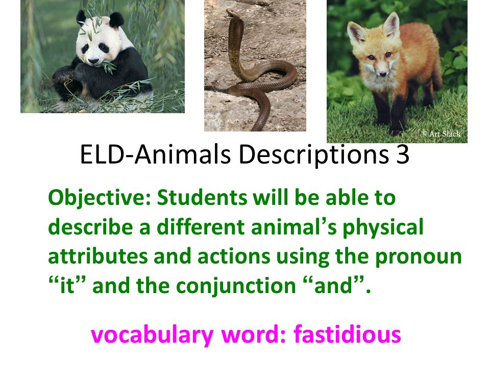 ELD-Animals Descriptions 3 Objective: Students will be able to describe a  different animal's physical attributes and actions using the pronoun “it”  and. - ppt download