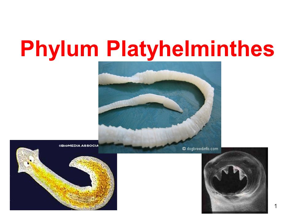 Phylum Platyhelminthes - ppt video online download