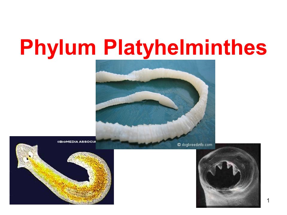 platyhelminthes ppt kelas x)