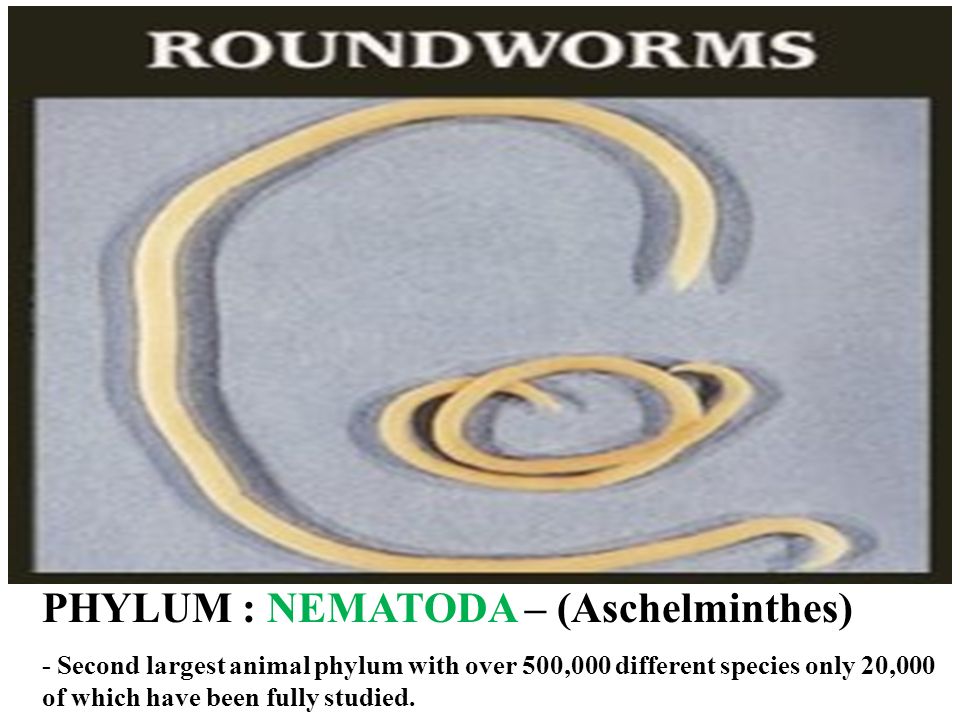 aschelminthes phylum