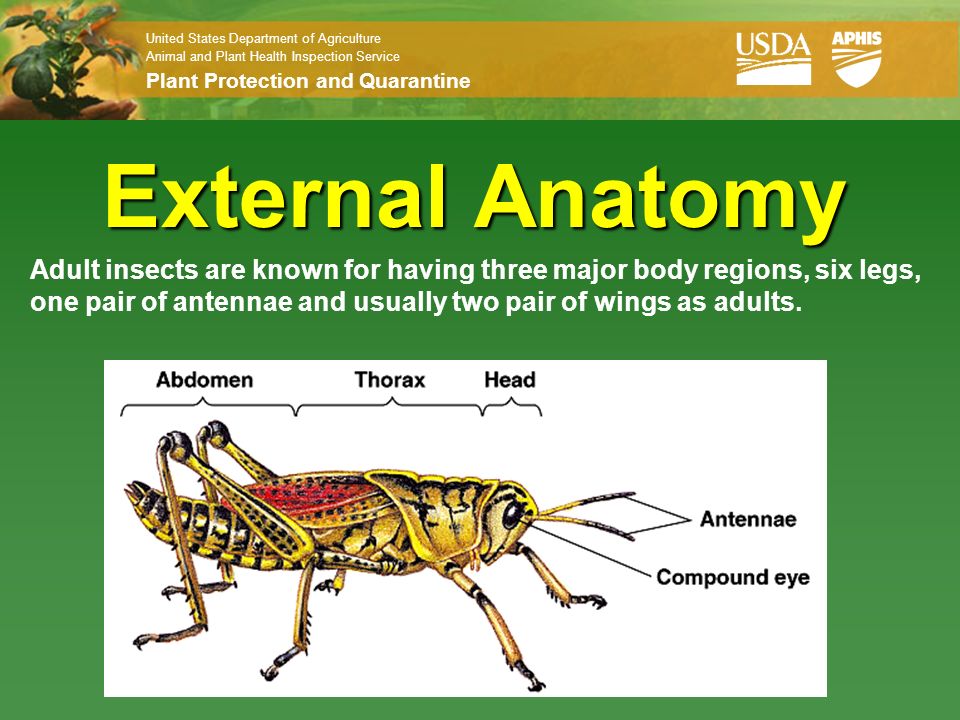 External Anatomy Adult insects are known for having three major body  regions, six legs, one pair of antennae and usually two pair of wings as  adults. - ppt download