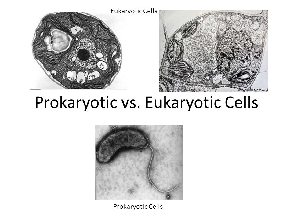 eukaryotic cell under microscope