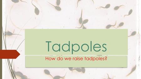 How do we raise tadpoles?